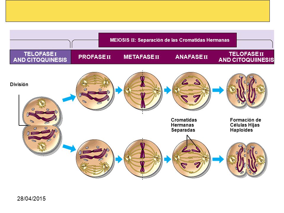 TELOFASE I AND CITOQUINESIS TELOFASE II AND CITOQUIINESIS PROFASE II