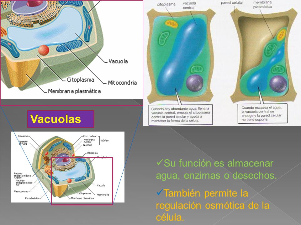 Vacuolas Su función es almacenar agua, enzimas o desechos.