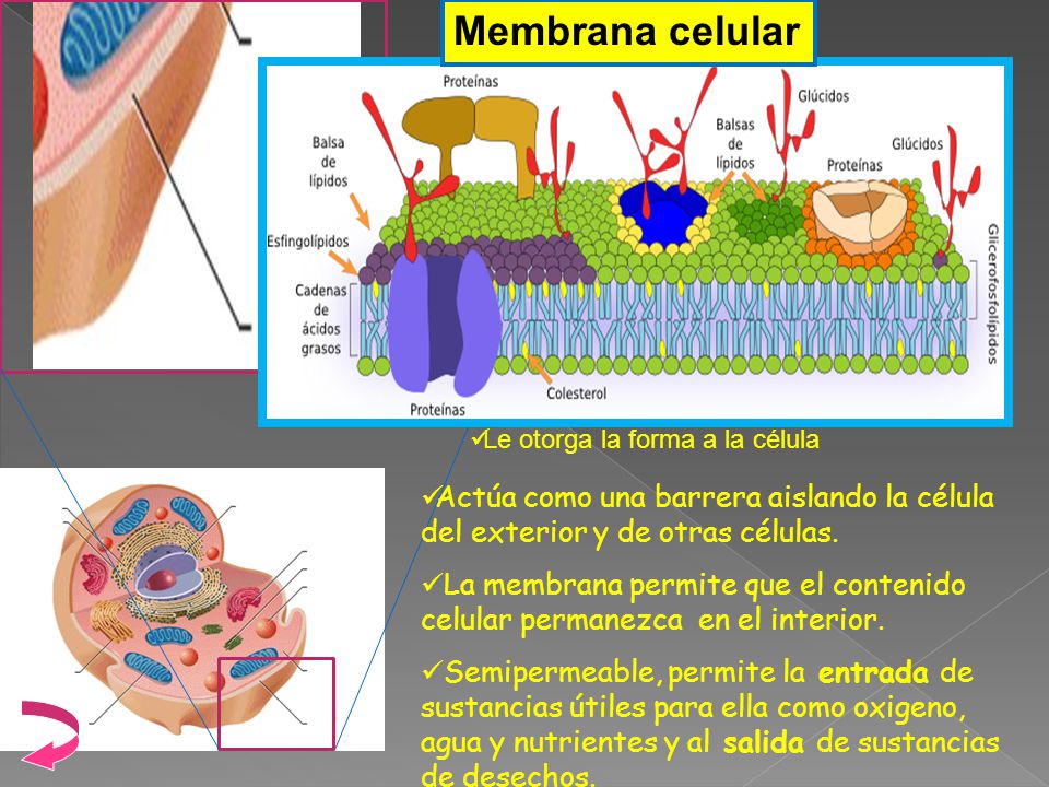 Membrana celular Actúa como una barrera aislando la célula del exterior y de otras células.