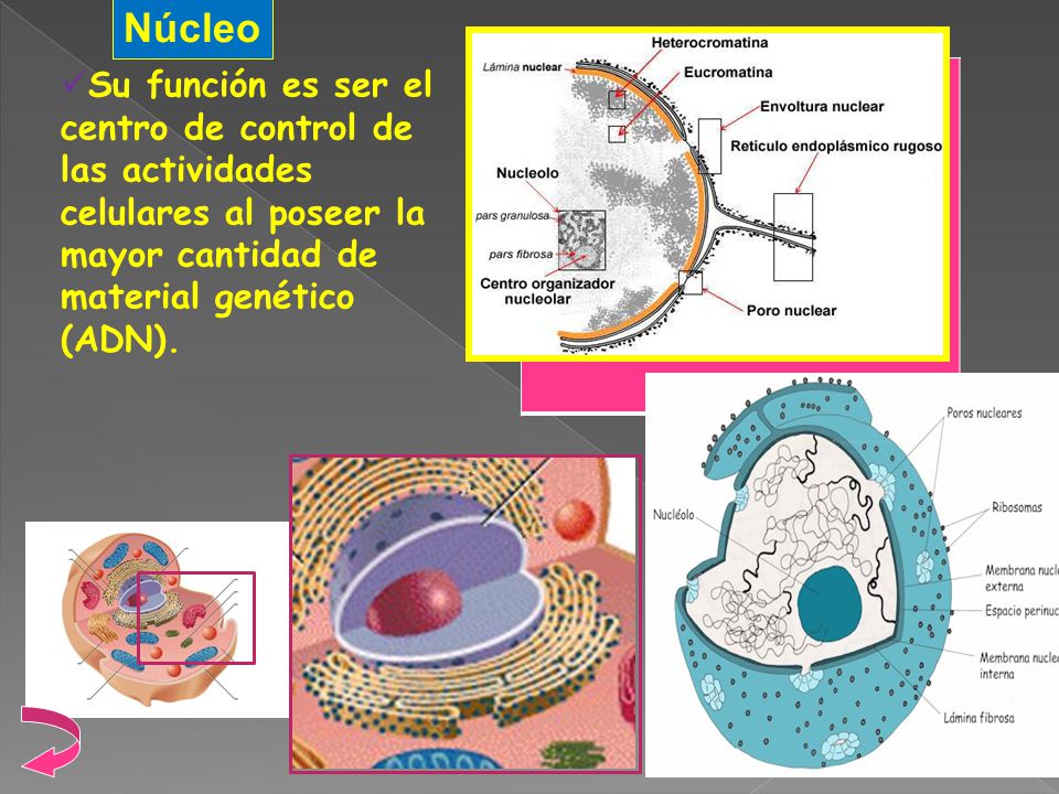 Núcleo Su función es ser el centro de control de las actividades celulares al poseer la mayor cantidad de material genético (ADN).