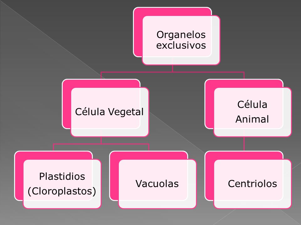 Organelos exclusivos Célula Vegetal (Cloroplastos) Plastidios Vacuolas Animal Célula Centriolos