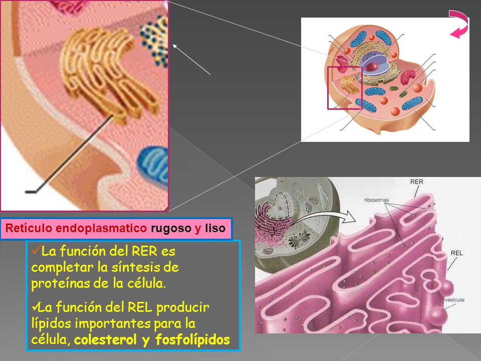 La función del RER es completar la síntesis de proteínas de la célula.