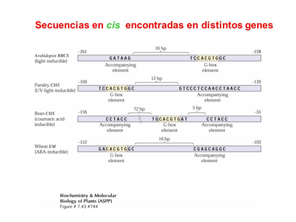 Secuencias en cis encontradas en distintos genes