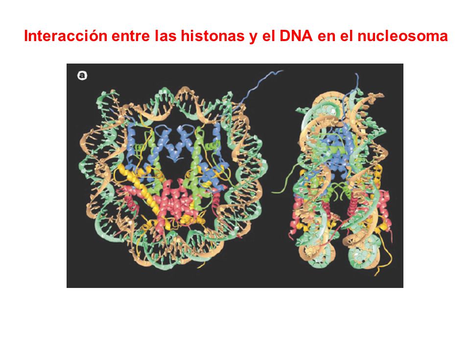 Interacción entre las histonas y el DNA en el nucleosoma