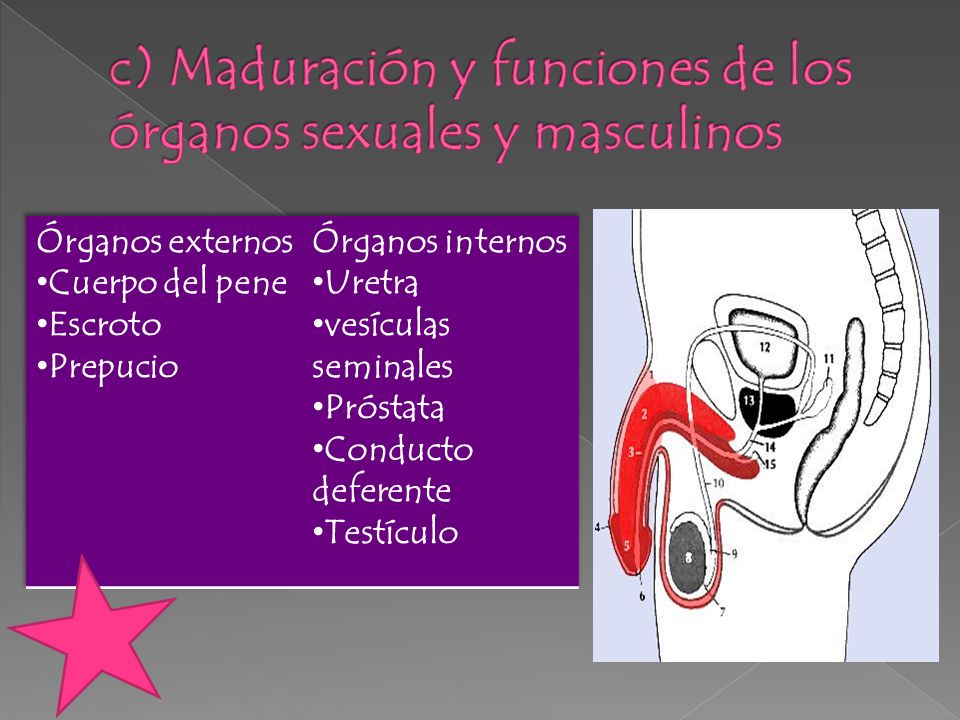 c) Maduración y funciones de los órganos sexuales y masculinos