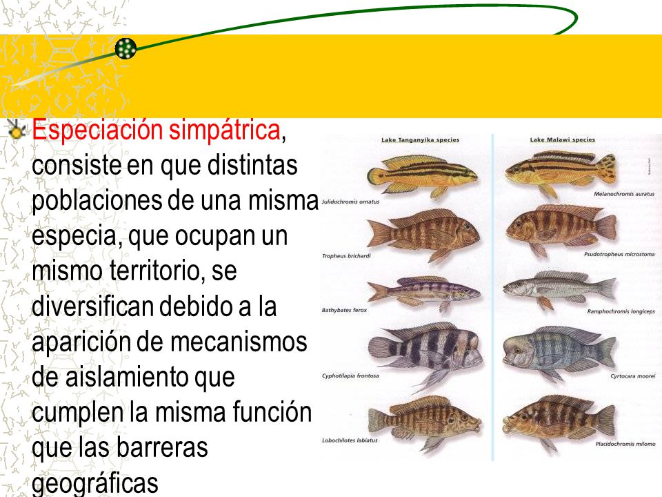 Especiación simpátrica, consiste en que distintas poblaciones de una misma especia, que ocupan un mismo territorio, se diversifican debido a la aparición de mecanismos de aislamiento que cumplen la misma función que las barreras geográficas