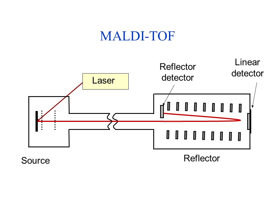 MALDI-TOF Linear detector Reflector detector Laser Reflector Source