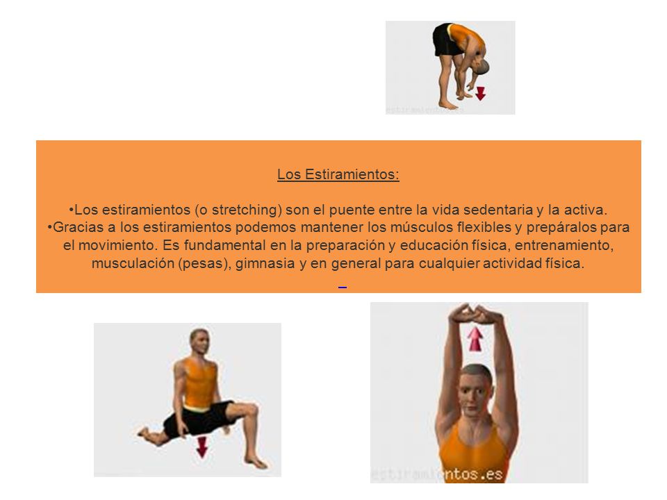 Los Estiramientos: Los estiramientos (o stretching) son el puente entre la vida sedentaria y la activa.