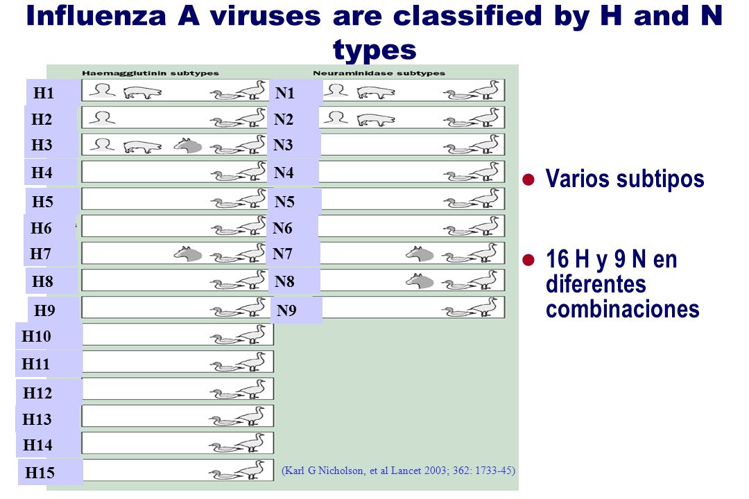 Influenza A viruses are classified by H and N types