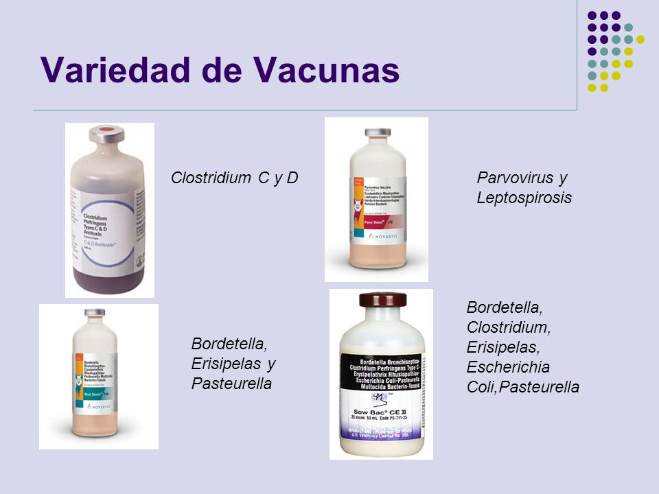 Variedad de Vacunas Clostridium C y D Parvovirus y Leptospirosis