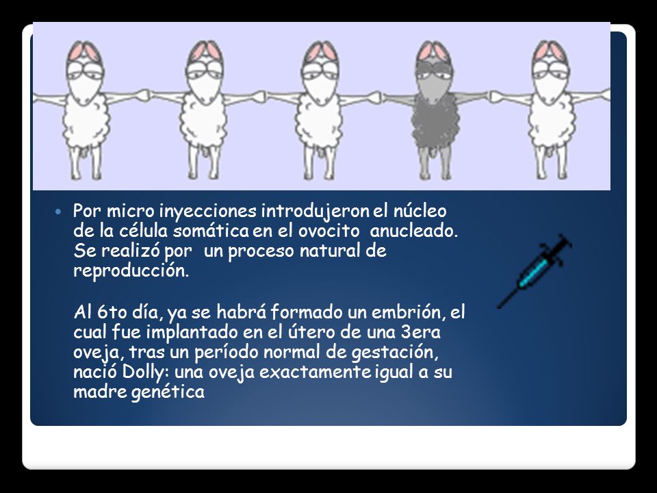 Por micro inyecciones introdujeron el núcleo de la célula somática en el ovocito anucleado. Se realizó por un proceso natural de reproducción.