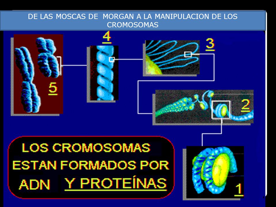 DE LAS MOSCAS DE MORGAN A LA MANIPULACION DE LOS CROMOSOMAS