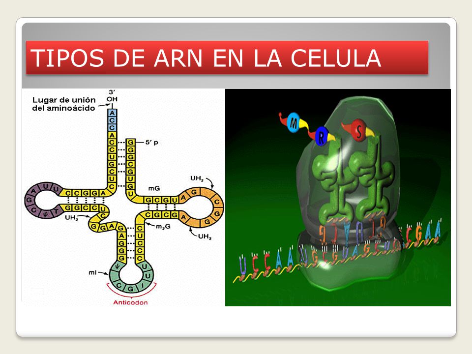 TIPOS DE ARN EN LA CELULA