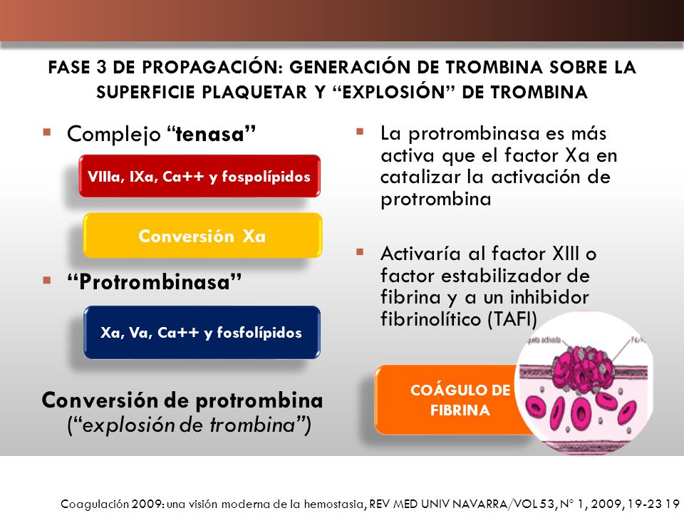 VIIIa, IXa, Ca++ y fospolípidos Xa, Va, Ca++ y fosfolípidos