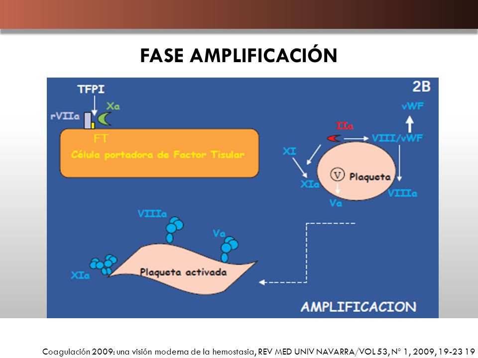 FASE AMPLIFICACIÓN Coagulación 2009: una visión moderna de la hemostasia, REV MED UNIV NAVARRA/VOL 53, Nº 1, 2009,