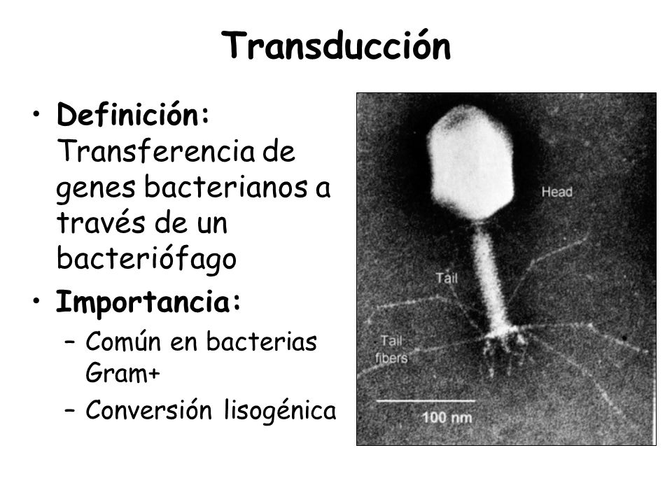 Transducción Definición: Transferencia de genes bacterianos a través de un bacteriófago. Importancia: