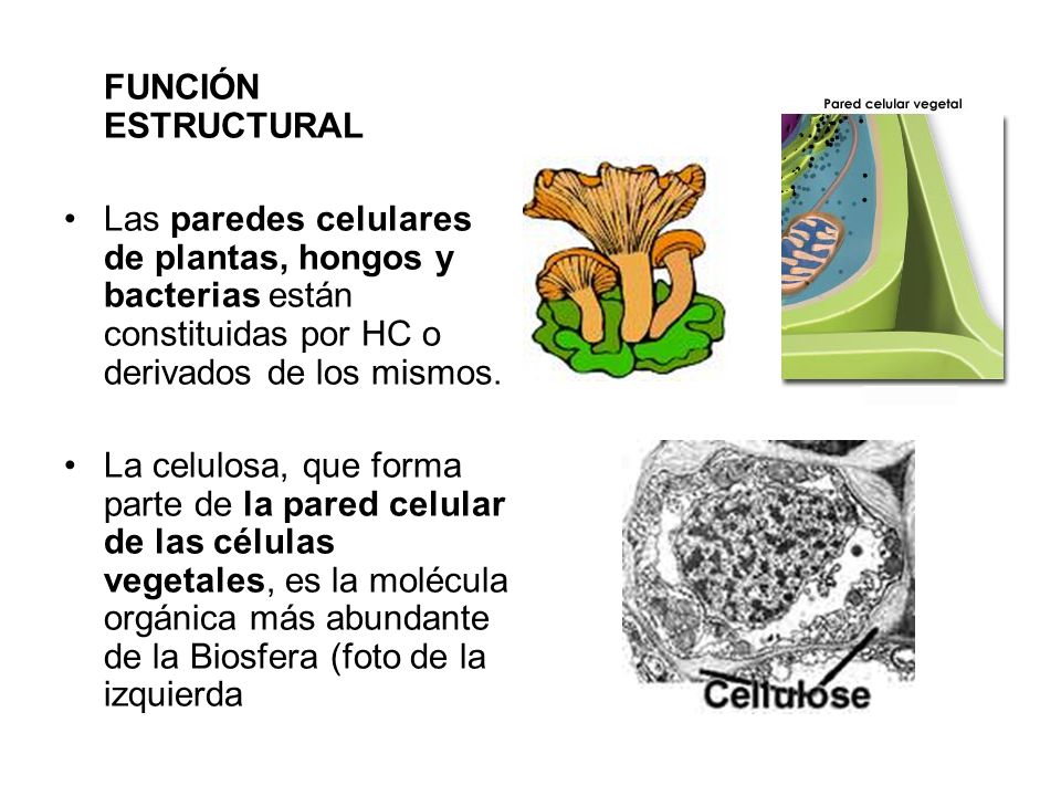 FUNCIÓN ESTRUCTURAL Las paredes celulares de plantas, hongos y bacterias están constituidas por HC o derivados de los mismos.