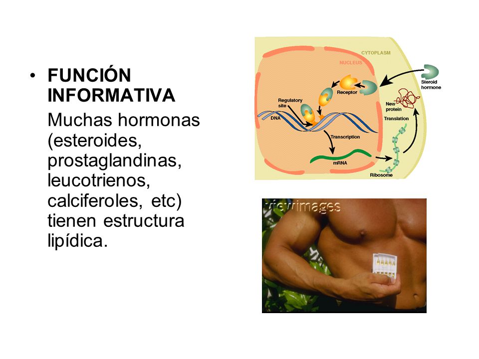 FUNCIÓN INFORMATIVA Muchas hormonas (esteroides, prostaglandinas, leucotrienos, calciferoles, etc) tienen estructura lipídica.