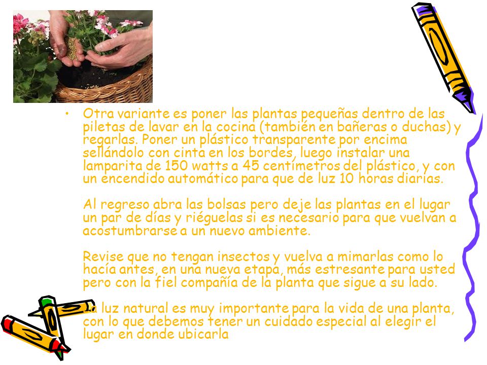 Otra variante es poner las plantas pequeñas dentro de las piletas de lavar en la cocina (también en bañeras o duchas) y regarlas.