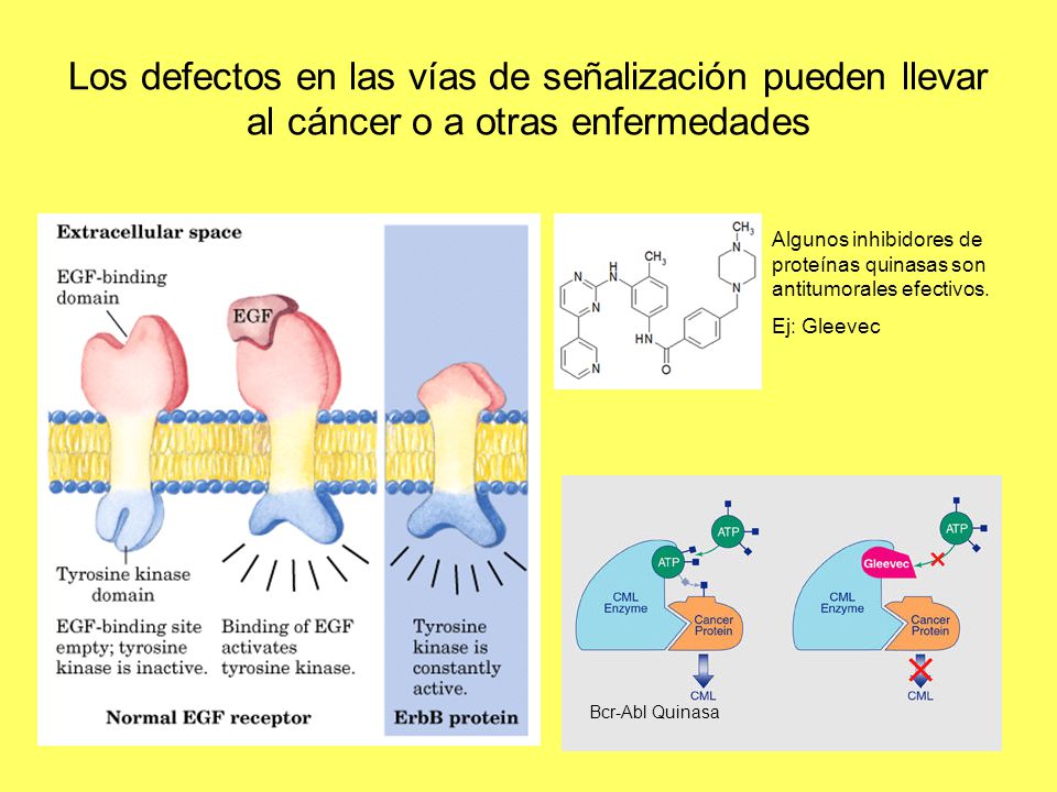 Los defectos en las vías de señalización pueden llevar al cáncer o a otras enfermedades