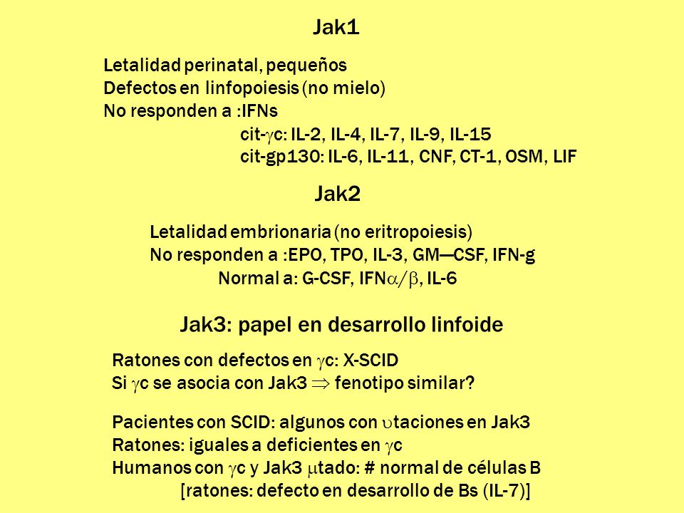 Jak1 Letalidad perinatal, pequeños. Defectos en linfopoiesis (no mielo) No responden a :IFNs. cit-gc: IL-2, IL-4, IL-7, IL-9, IL-15.