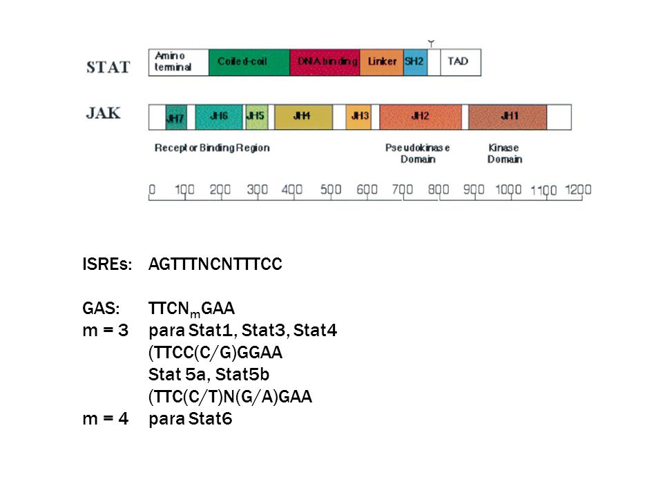 ISREs: AGTTTNCNTTTCC GAS: TTCNmGAA. m = 3 para Stat1, Stat3, Stat4. (TTCC(C/G)GGAA. Stat 5a, Stat5b.