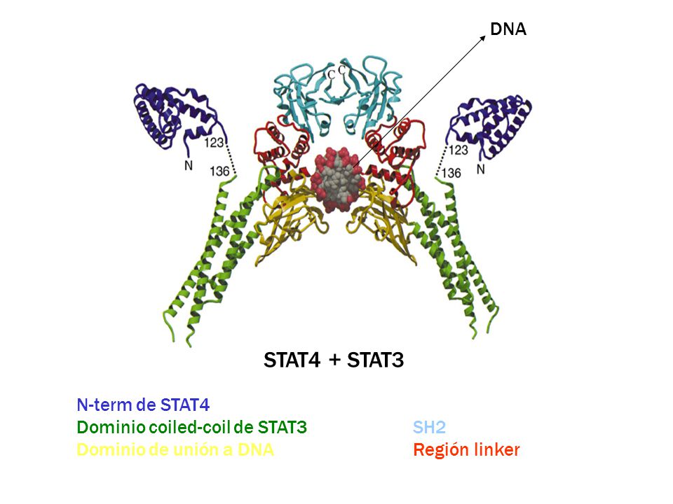STAT4 + STAT3 DNA N-term de STAT4 Dominio coiled-coil de STAT3 SH2