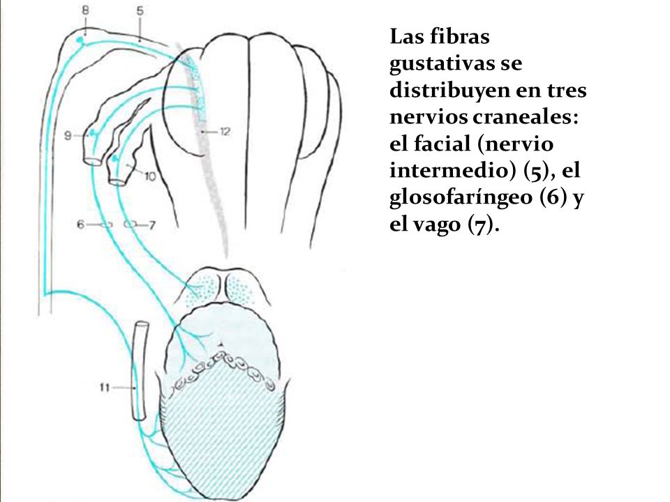 Las fibras gustativas se distribuyen en tres nervios craneales: el facial (nervio intermedio) (5), el glosofaríngeo (6) y el vago (7).