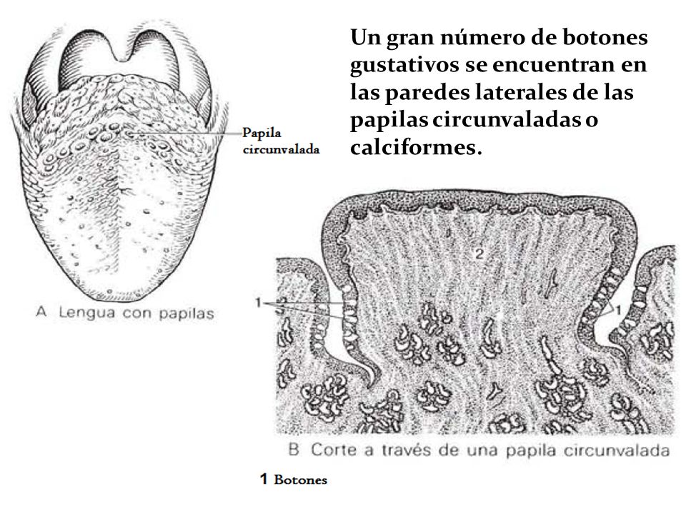 Un gran número de botones gustativos se encuentran en las paredes laterales de las papilas circunvaladas o calciformes.