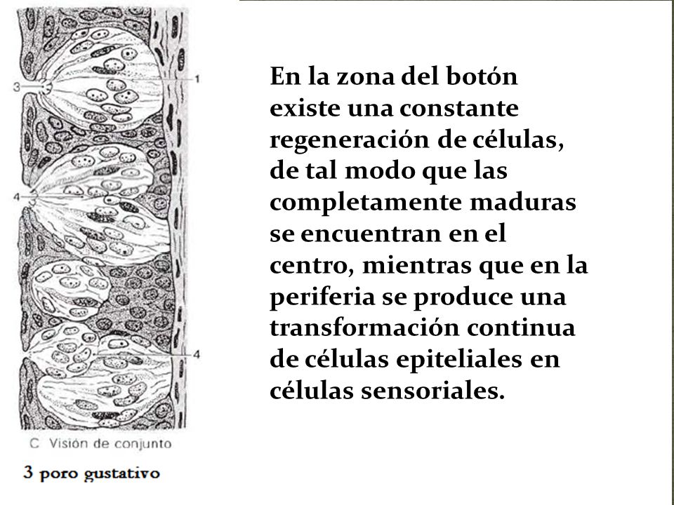 En la zona del botón existe una constante regeneración de células, de tal modo que las completamente maduras se encuentran en el centro, mientras que en la periferia se produce una transformación continua de células epiteliales en células sensoriales.