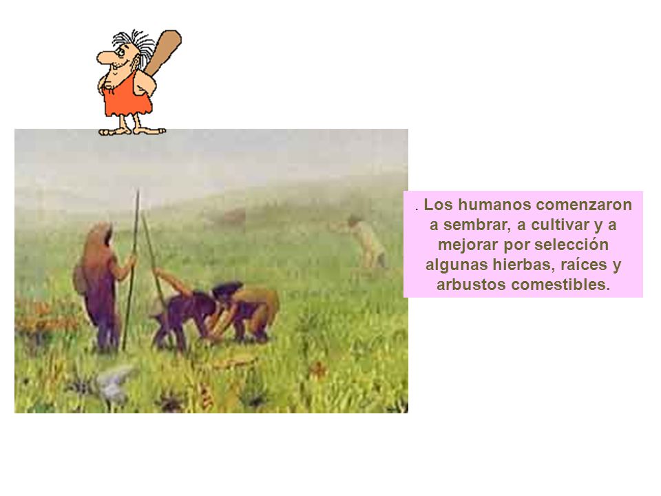 . Los humanos comenzaron a sembrar, a cultivar y a mejorar por selección algunas hierbas, raíces y arbustos comestibles.