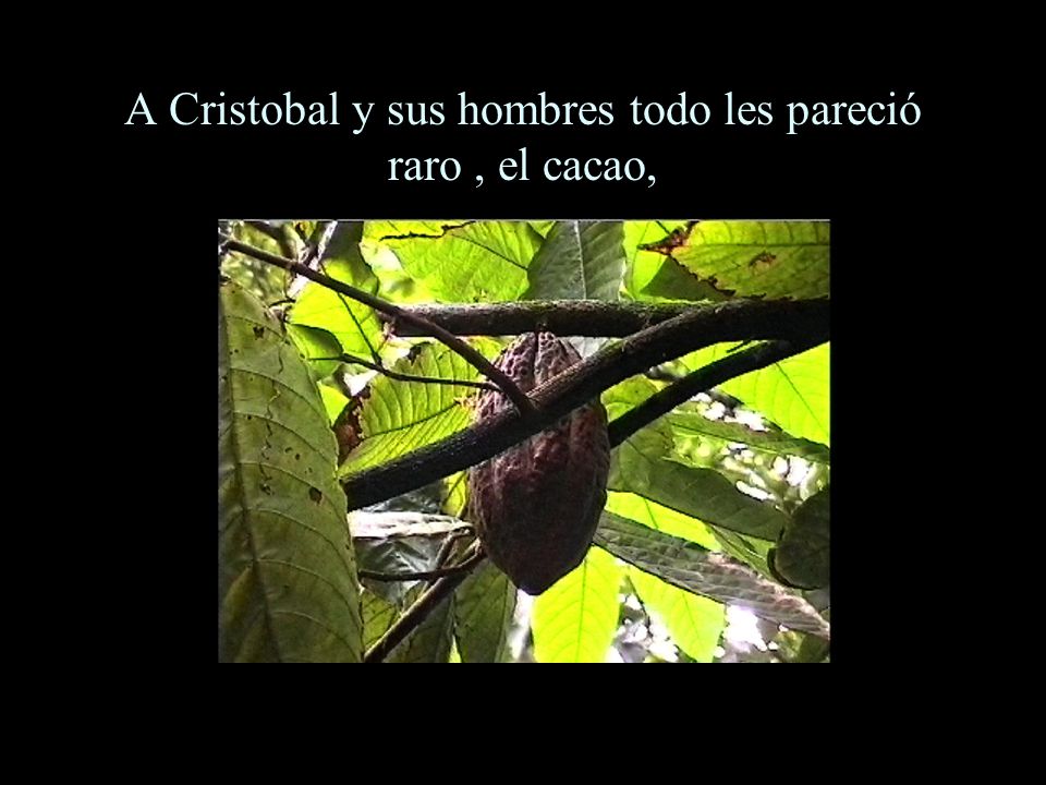 A Cristobal y sus hombres todo les pareció raro , el cacao,
