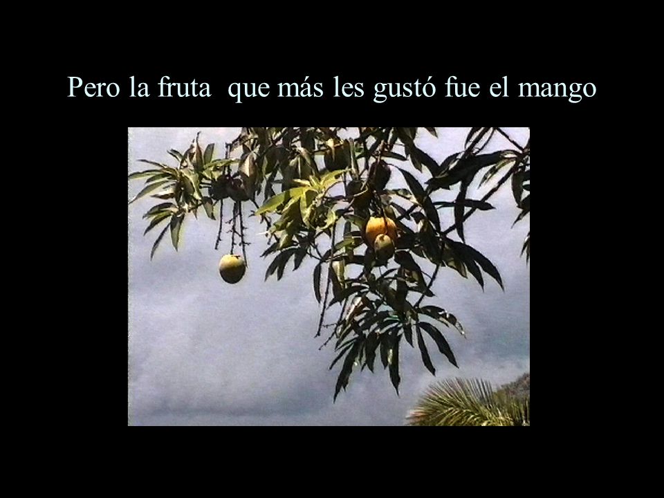 Pero la fruta que más les gustó fue el mango