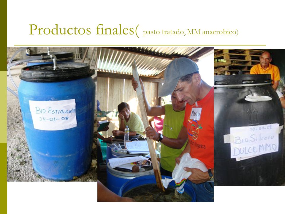 Productos finales( pasto tratado, MM anaerobico)