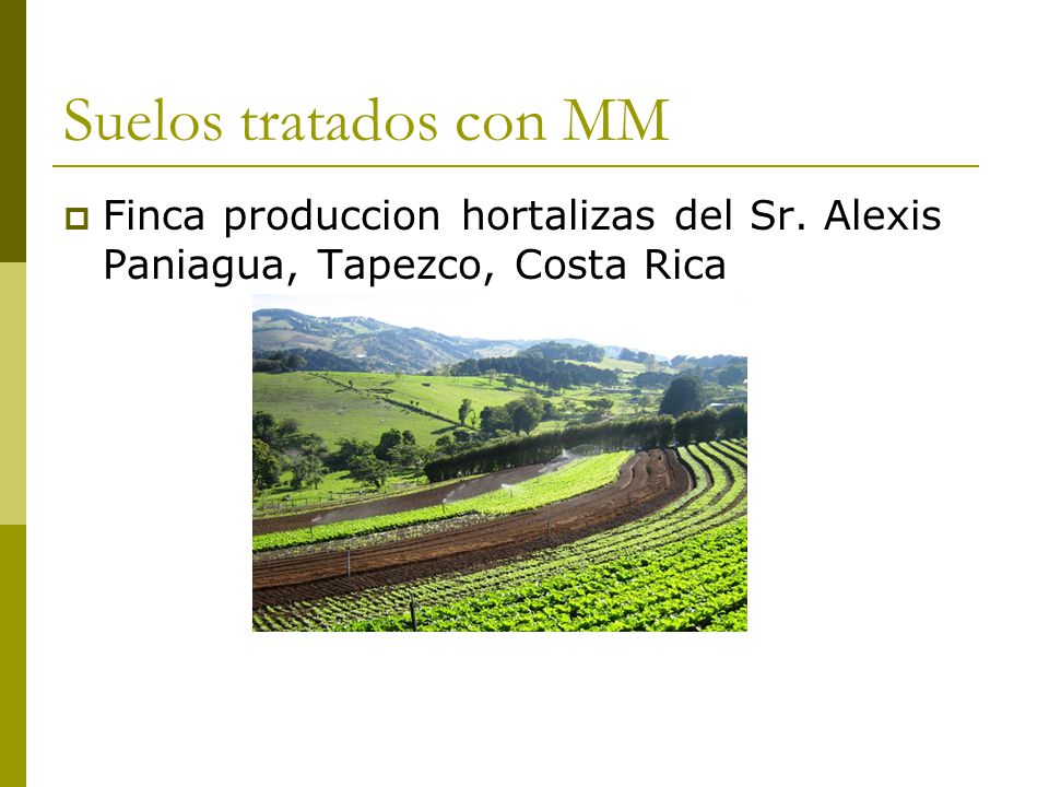 Suelos tratados con MM Finca produccion hortalizas del Sr. Alexis Paniagua, Tapezco, Costa Rica