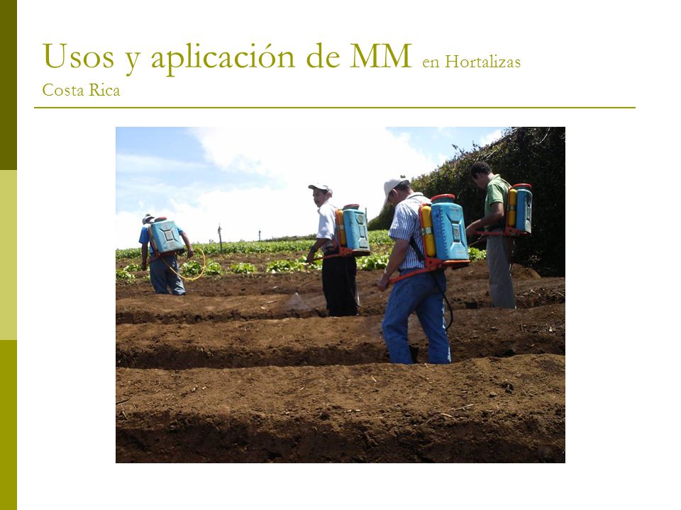 Usos y aplicación de MM en Hortalizas Costa Rica