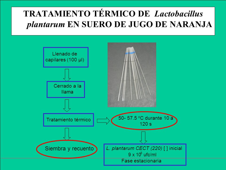TRATAMIENTO TÉRMICO DE Lactobacillus plantarum EN SUERO DE JUGO DE NARANJA