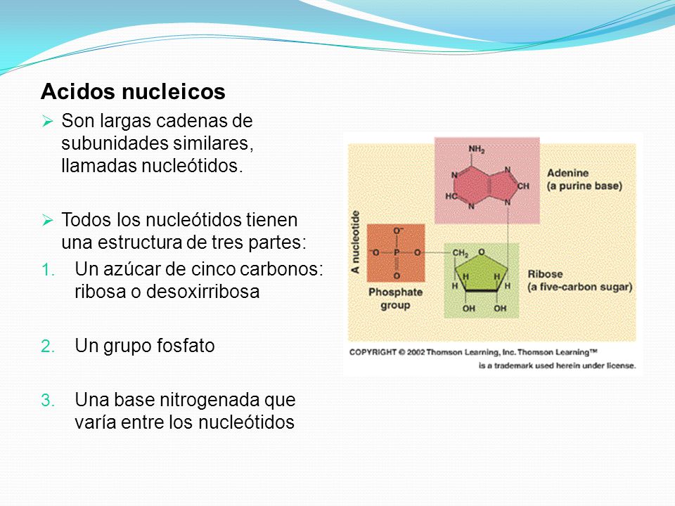 Acidos nucleicos Son largas cadenas de subunidades similares, llamadas nucleótidos. Todos los nucleótidos tienen una estructura de tres partes:
