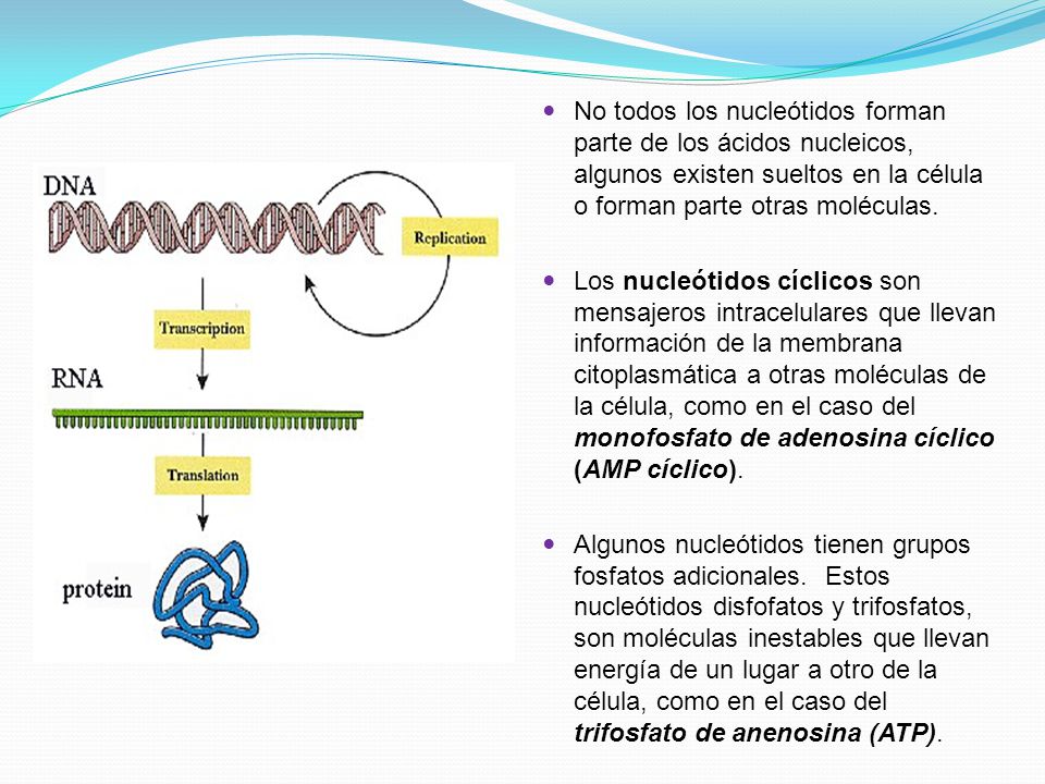 No todos los nucleótidos forman parte de los ácidos nucleicos, algunos existen sueltos en la célula o forman parte otras moléculas.