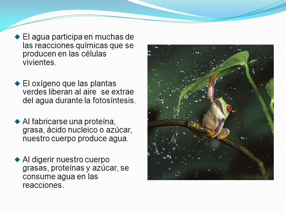 El agua participa en muchas de las reacciones químicas que se producen en las células vivientes.