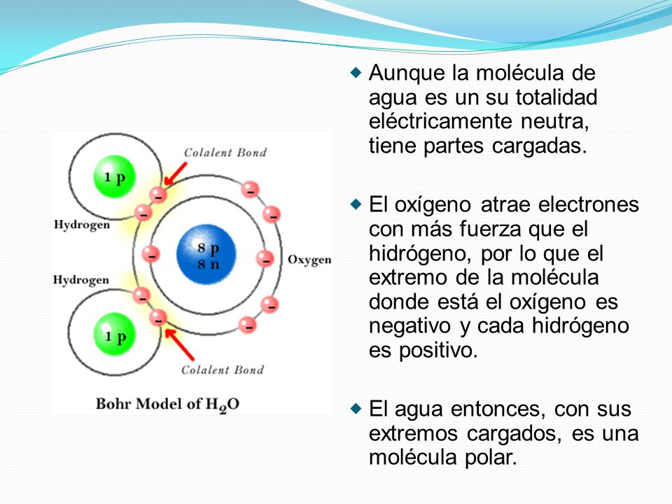Aunque la molécula de agua es un su totalidad eléctricamente neutra, tiene partes cargadas.