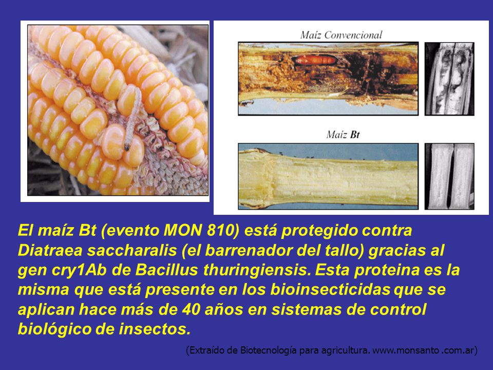 El maíz Bt (evento MON 810) está protegido contra Diatraea saccharalis (el barrenador del tallo) gracias al gen cry1Ab de Bacillus thuringiensis. Esta proteina es la misma que está presente en los bioinsecticidas que se aplican hace más de 40 años en sistemas de control biológico de insectos.