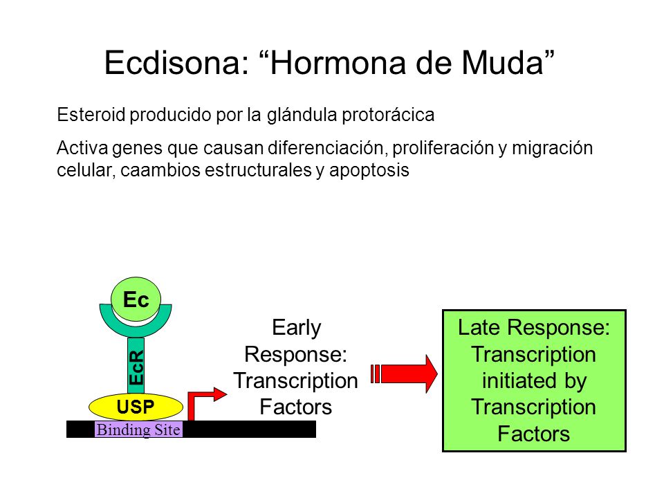 Ecdisona: Hormona de Muda
