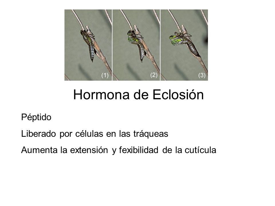 Hormona de Eclosión Péptido Liberado por células en las tráqueas