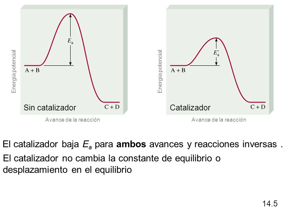 El catalizador baja Ea para ambos avances y reacciones inversas .
