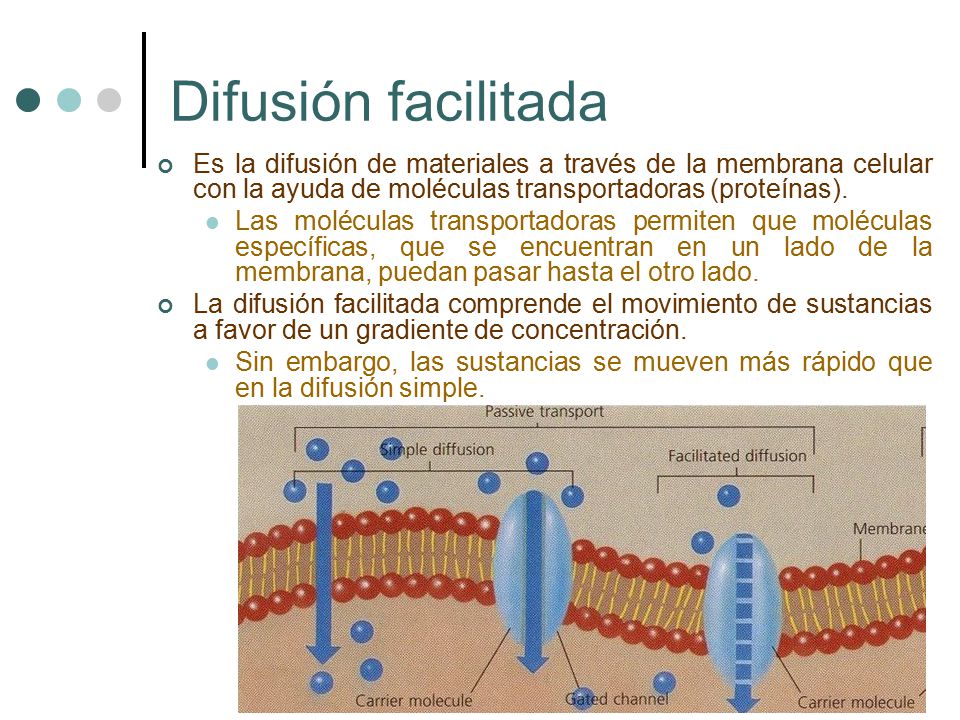 Difusión facilitada Es la difusión de materiales a través de la membrana celular con la ayuda de moléculas transportadoras (proteínas).