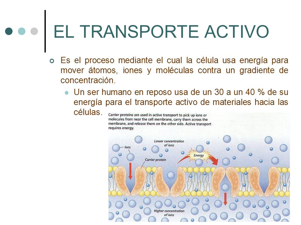 EL TRANSPORTE ACTIVO Es el proceso mediante el cual la célula usa energía para mover átomos, iones y moléculas contra un gradiente de concentración.
