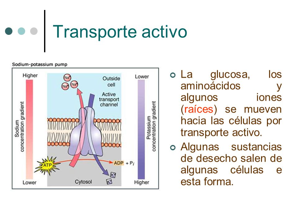 Transporte activo La glucosa, los aminoácidos y algunos iones (raíces) se mueven hacia las células por transporte activo.