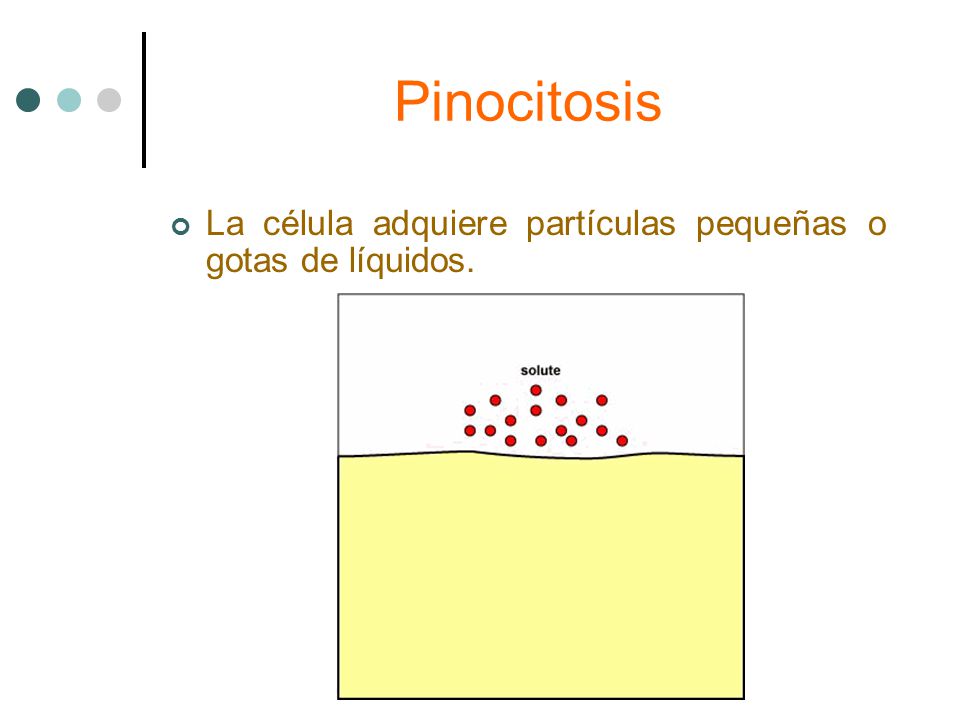 Pinocitosis La célula adquiere partículas pequeñas o gotas de líquidos.
