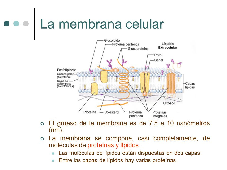 La membrana celular El grueso de la membrana es de 7.5 a 10 nanómetros (nm).